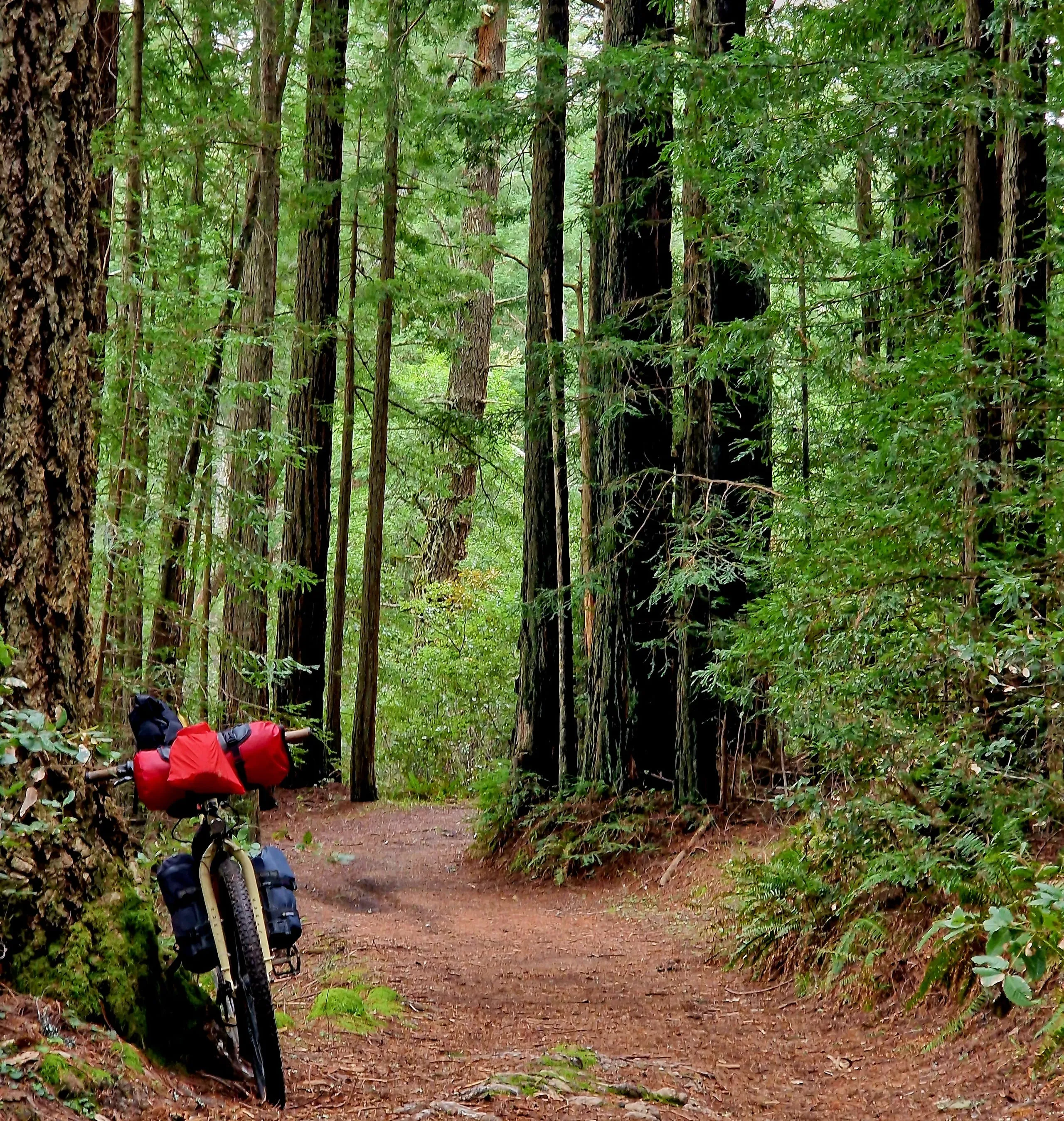 Muir Woods