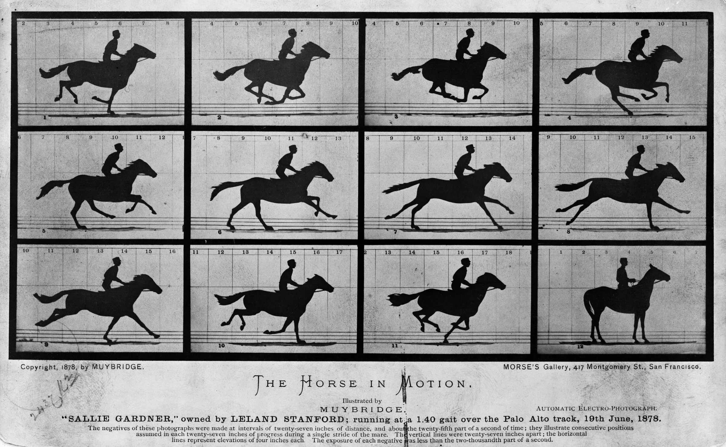 A card of twelve photographs in a three-by-four grid, each showing a jockey on a galloping horse against a backdrop of numbered vertical lines. Read in order, the frames break one stride into its phases; in some of them all four hooves are off the ground. Printed beneath: The Horse in Motion, illustrated by Muybridge. Sallie Gardner, owned by Leland Stanford, running at a 1:40 gait over the Palo Alto track, 19th June 1878.